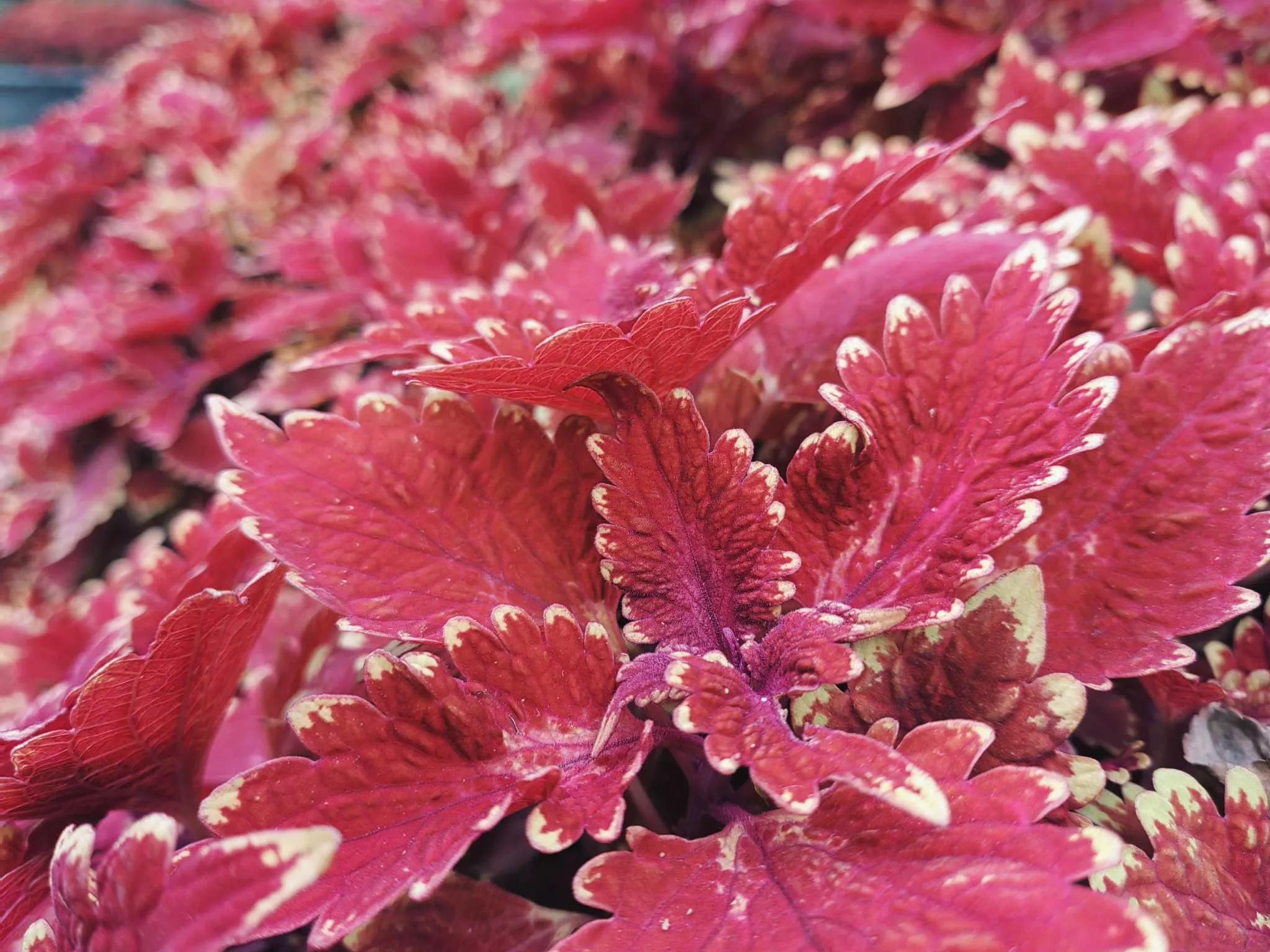 认识各种花的花名,认识各种花的名称