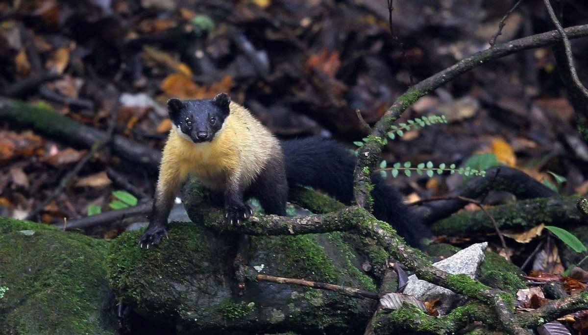 湖北出现“羌仔虎”，体型如狐外表可爱，却能单挑猴子猎杀野猪