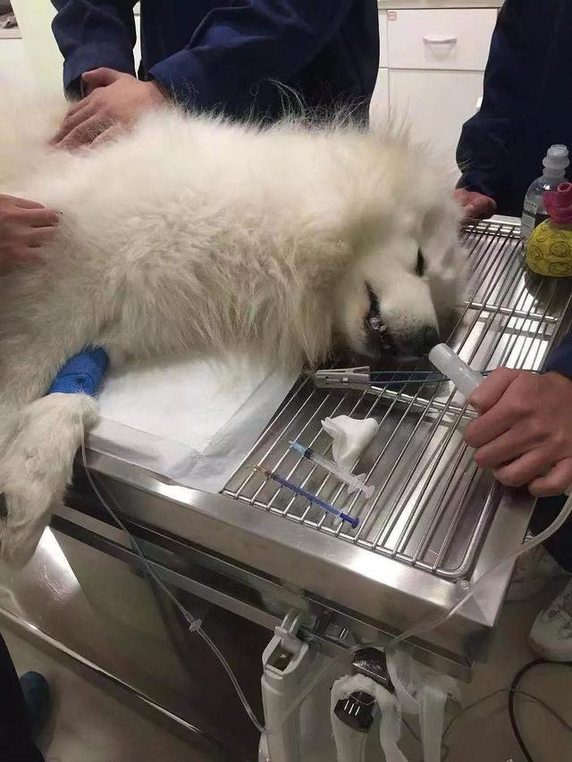 萨摩耶身体出现问题有哪些表现,有什么特征的萨摩不纯