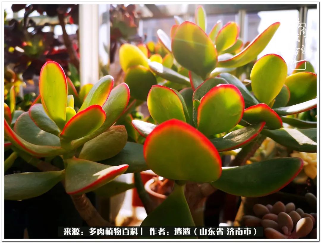 一个并不优秀的90后,何以解忧唯有多肉下一句