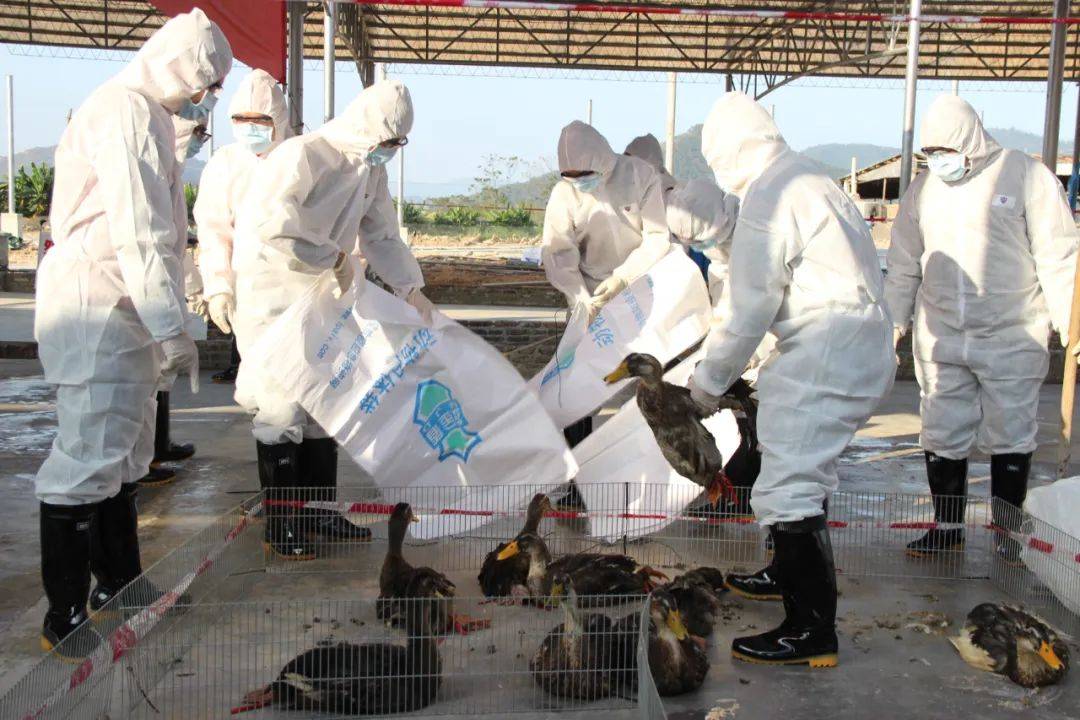 美国鸡蛋短缺掀起养鸡热,美国鸡蛋荒