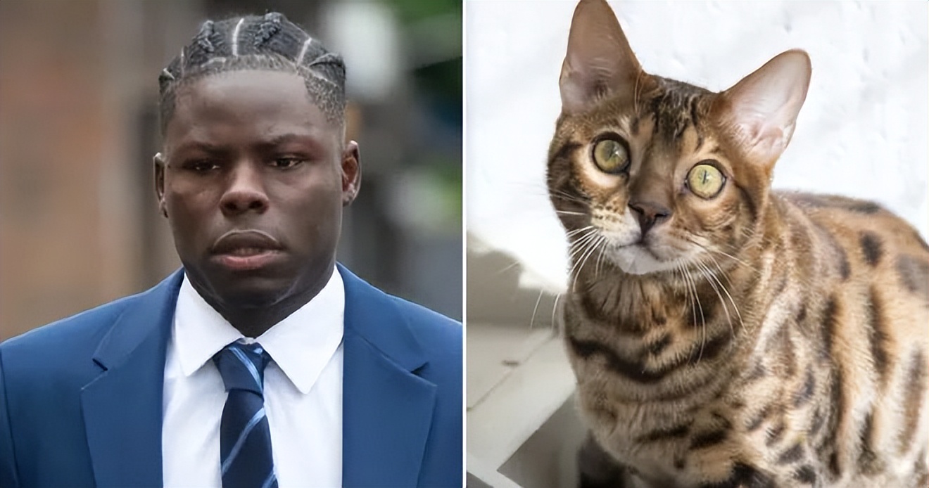 球员虐待狗,足球虐猫事件