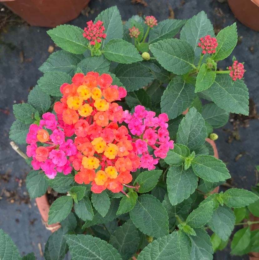 春季买花，“5个坑”要避开，长不旺养不活属于乱花钱