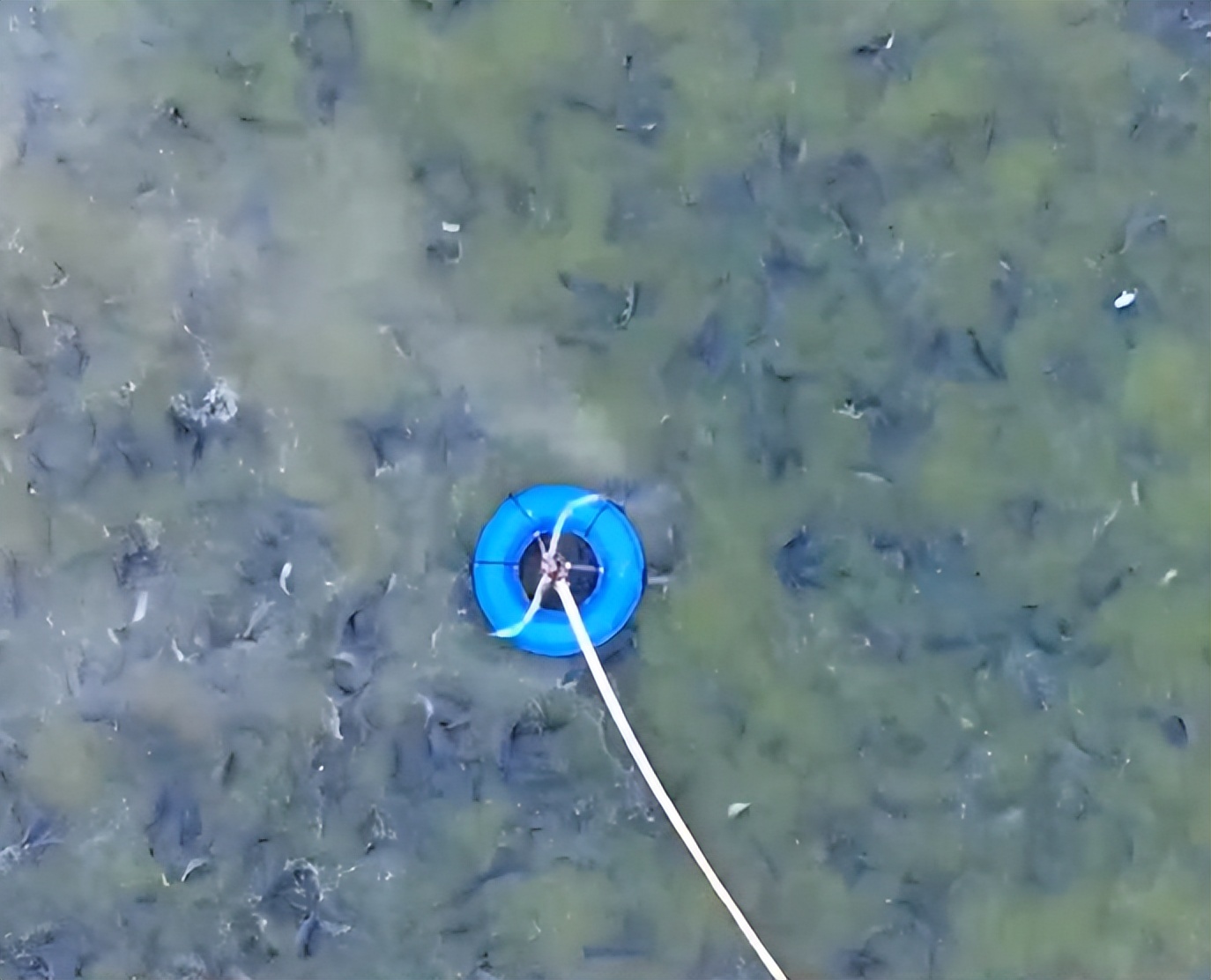 水库养鱼一年收入1000万,30亩养鱼塘一年收入