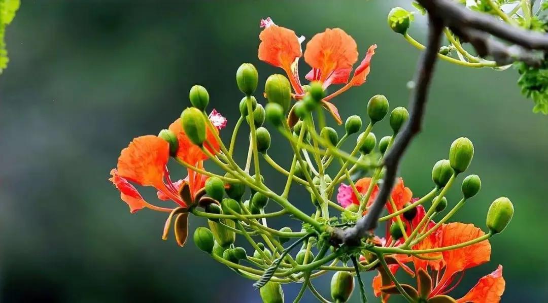 人生几何笑看花开花落,人生几何不过花开花落