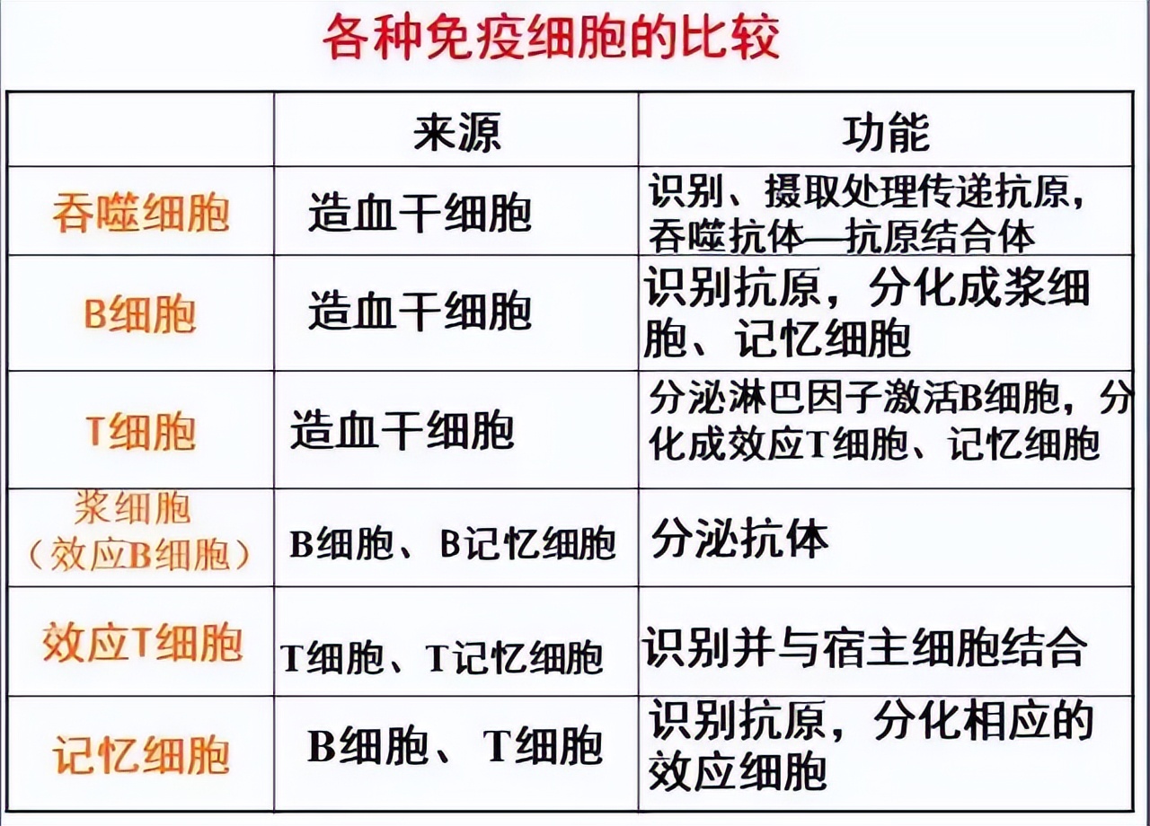 生物高中知识点免疫调节,高中生物免疫调节精讲视频