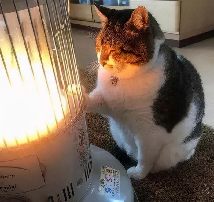 冬天到了请善待流浪宠物,主人千万不要对猫咪做这几样事