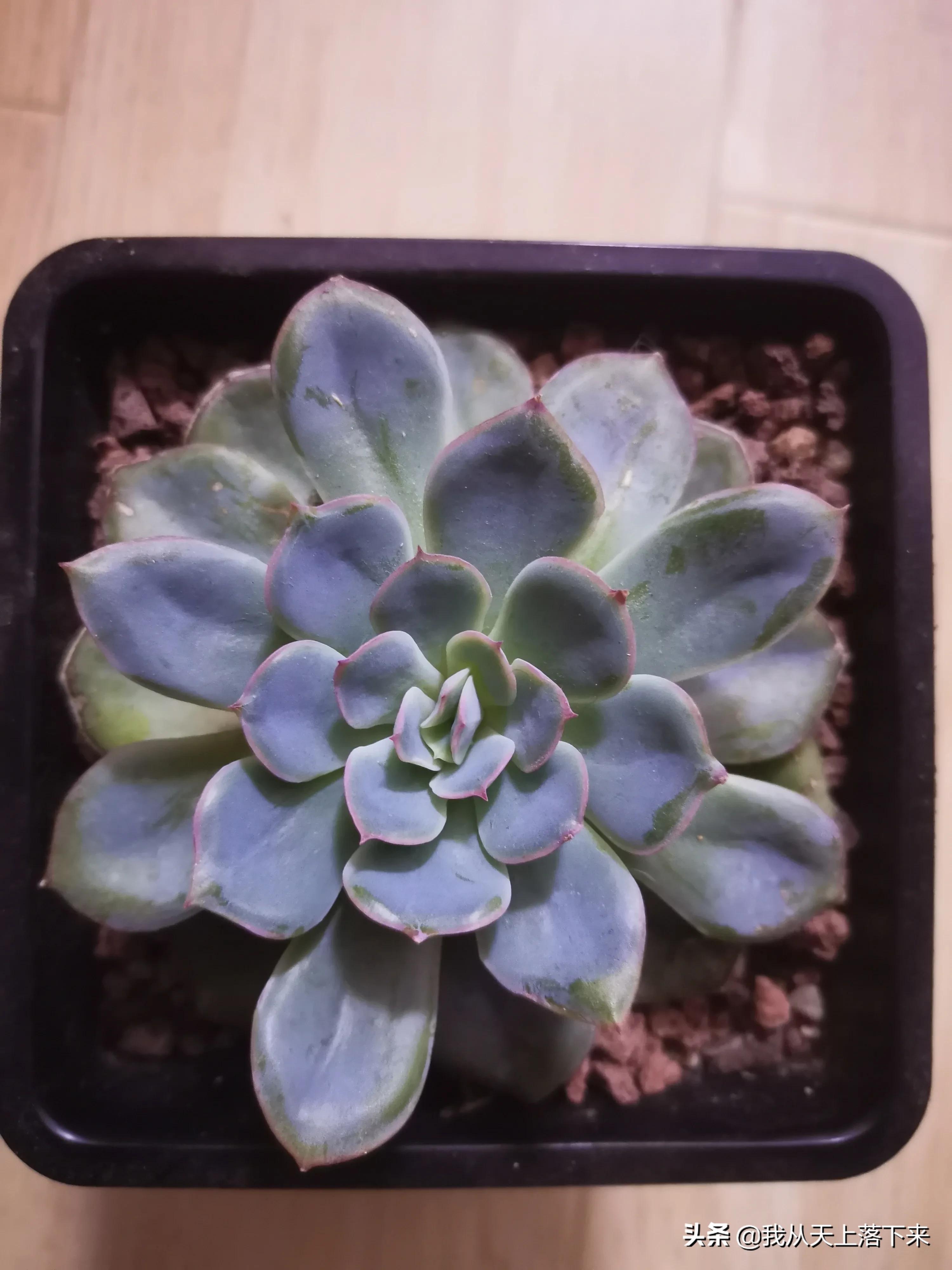 多肉品种及图片大全欣赏,多肉品种辨别图片大全欣赏