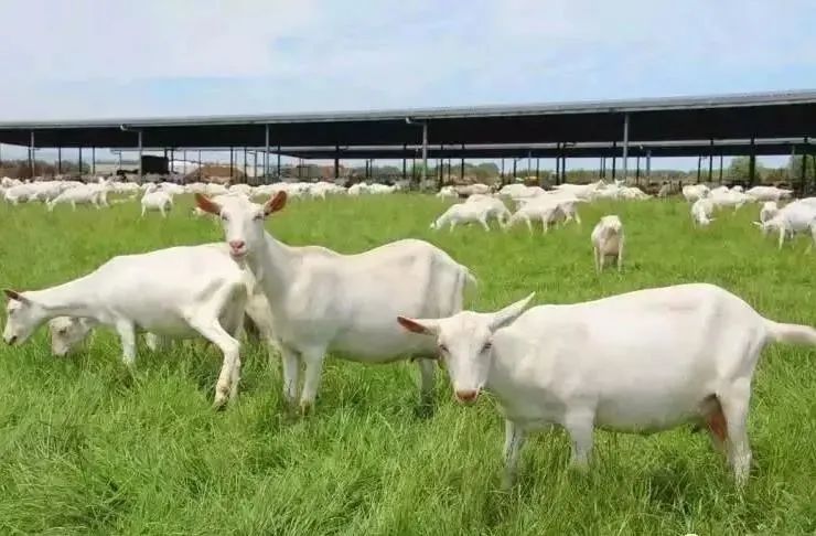 宝宝蛋白过敏羊奶粉如何选择,如何正确选择孕妇羊奶粉
