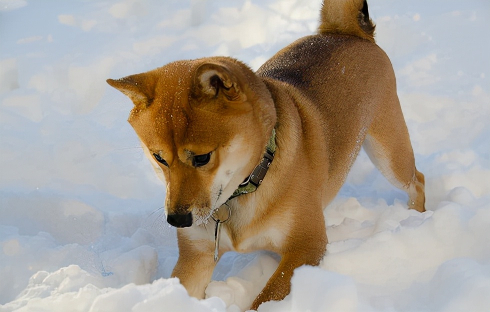 柴犬脚受伤原因,柴犬的脚为什么这么臭