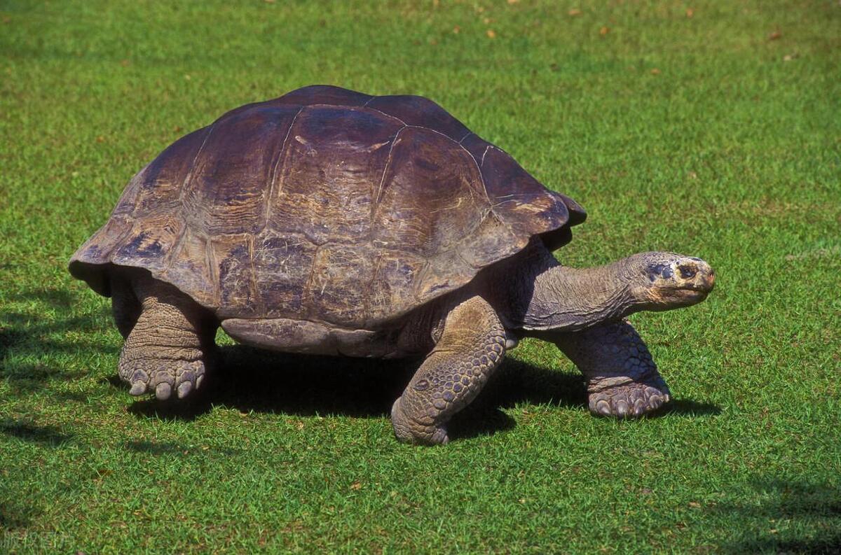 陆地上最大的爬行动物是什么,最大的爬行两栖动物
