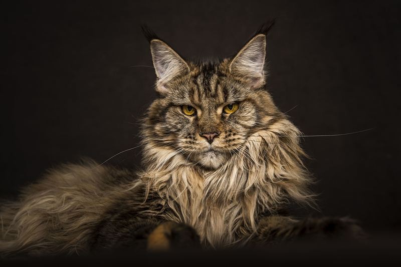 缅因猫最便宜多少钱一只,缅因猫最便宜多少一只