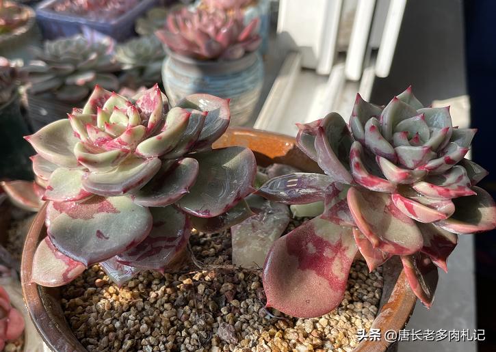多肉丢在土里就行了吗,多肉遗弃大棚