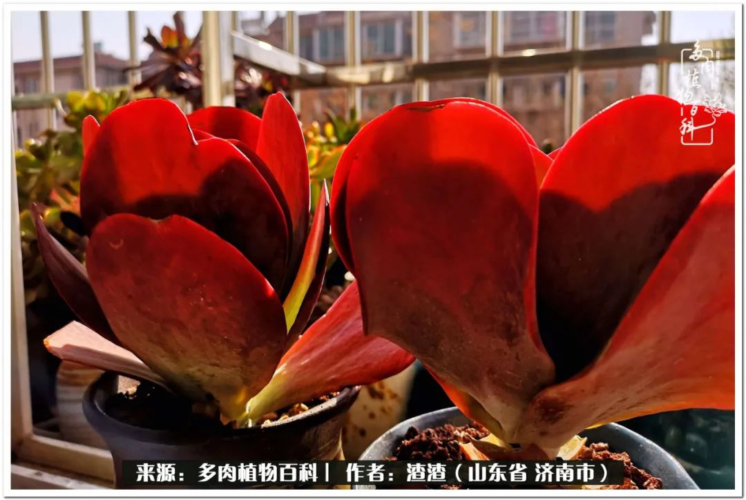 一个并不优秀的90后,何以解忧唯有多肉下一句