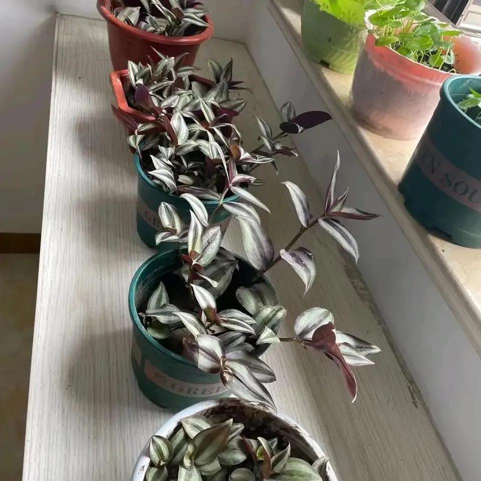 哪些花卉吸甲醛最好,室内哪些绿植可以吸甲醛