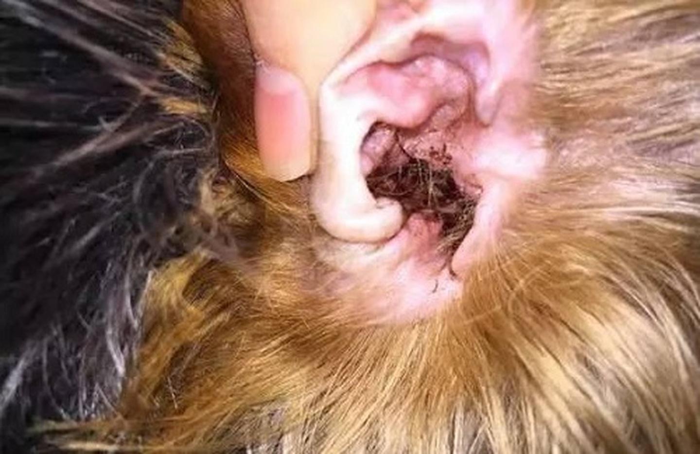 狗狗常见的9种疾病新手速看,狗狗生殖系统有哪些常见疾病