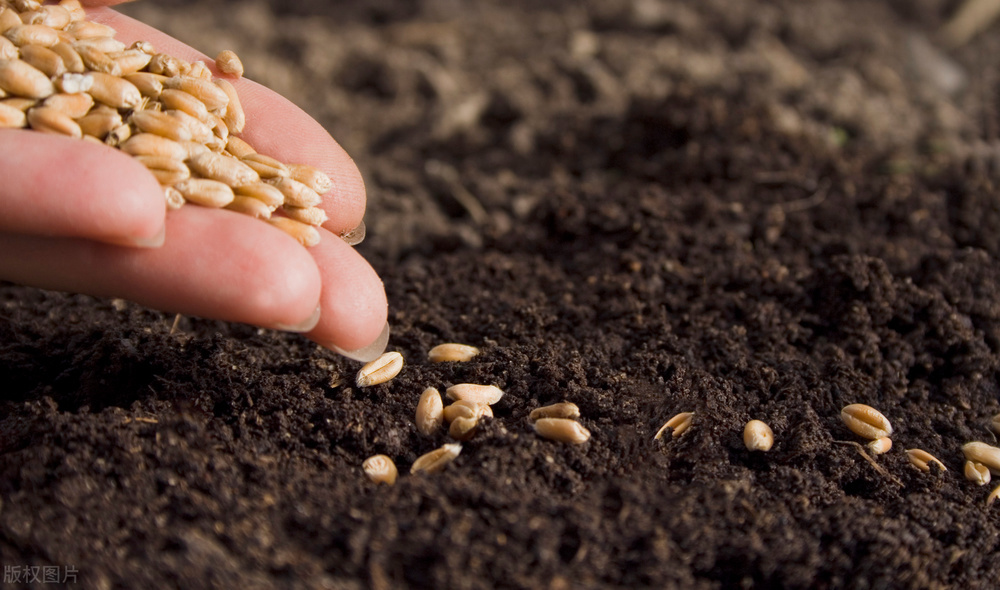 麦子是先旺后不能旺的真实情况,小麦拔节后怎么控旺