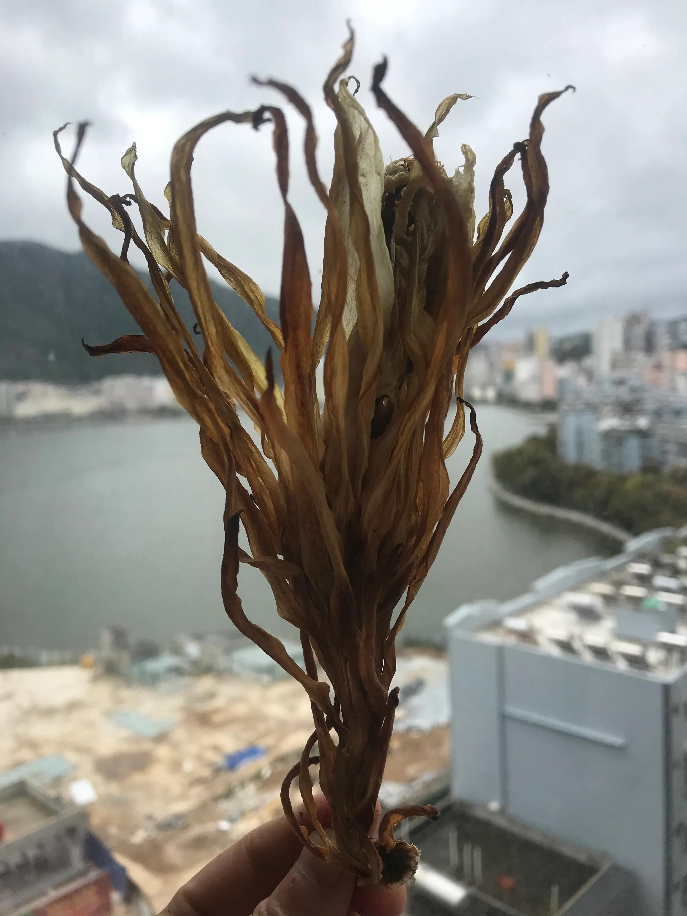 阳台火龙果怎样长出果来,阳台种火龙果的方法