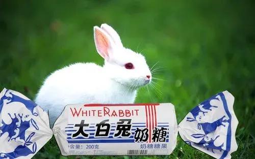 兔年跟风养个兔,哪种品种的兔兔好养还便宜