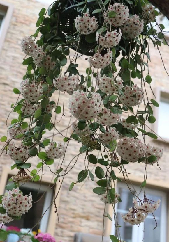 最好养的爬藤类绿植,室内爬藤绿植什么最好养