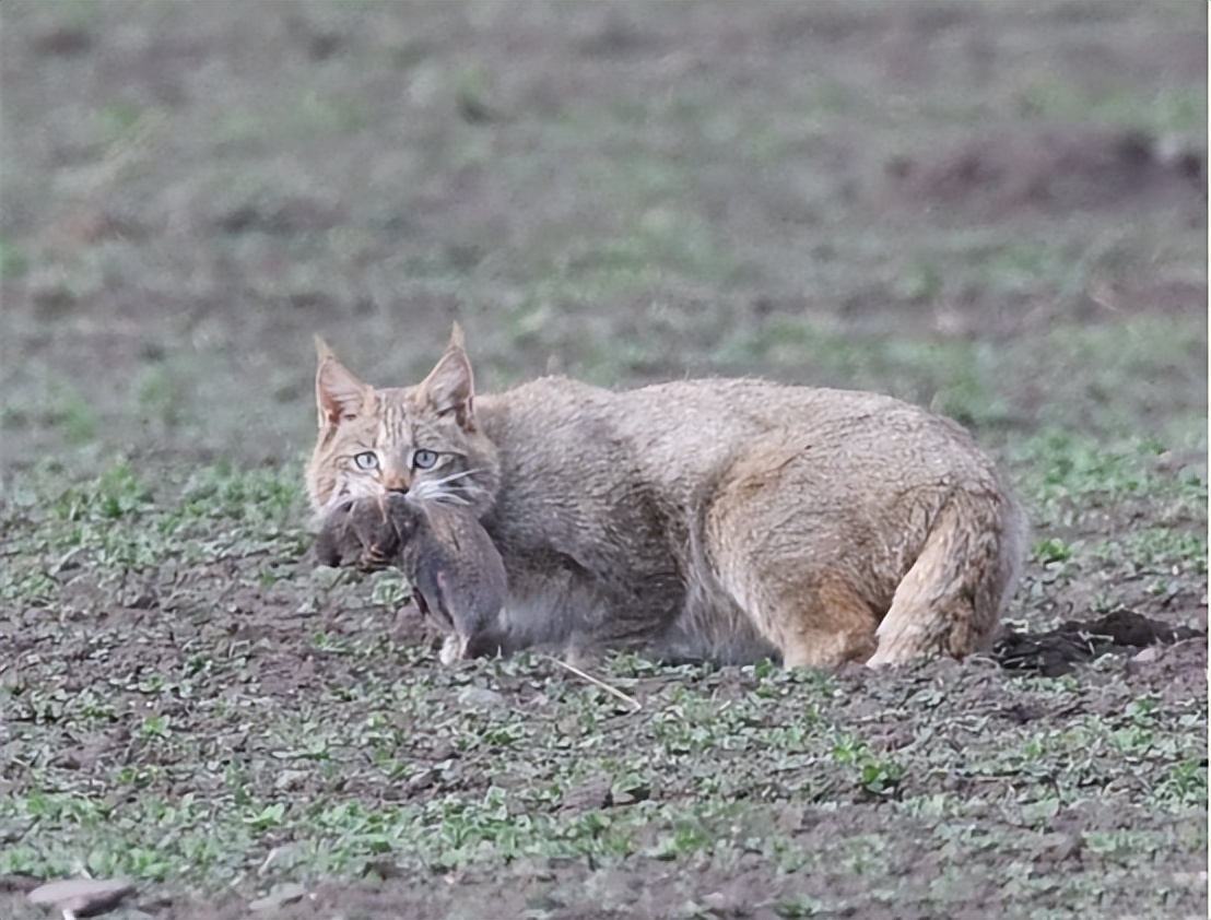 青海荒漠猫咬死100多只鸡,野生豹猫在山西咬死60余只鸡