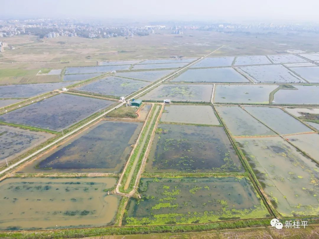 桂平：生态小龙虾错峰养殖助力乡村振兴