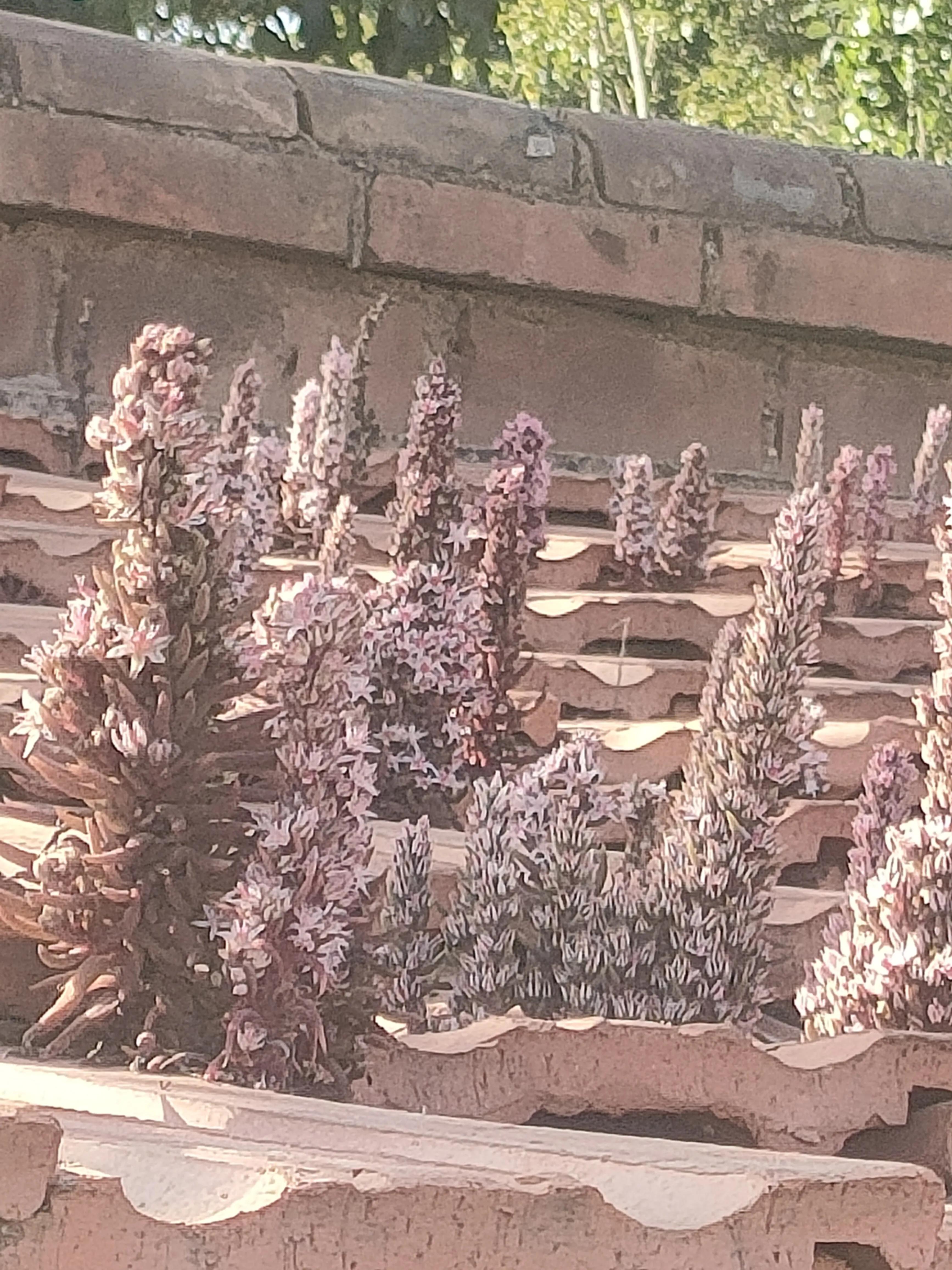 寮犲鍙ｅ競瀹ｅ寲鍘挎潕澶т汉搴勬潃浜烘,瀹ｅ寲鏉庡ぇ浜哄簞鍦板悕鏉ュ巻