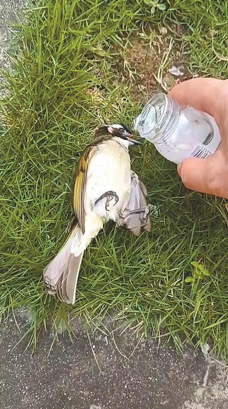 鸟中暑被解救,小鸟中暑死亡抢救视频