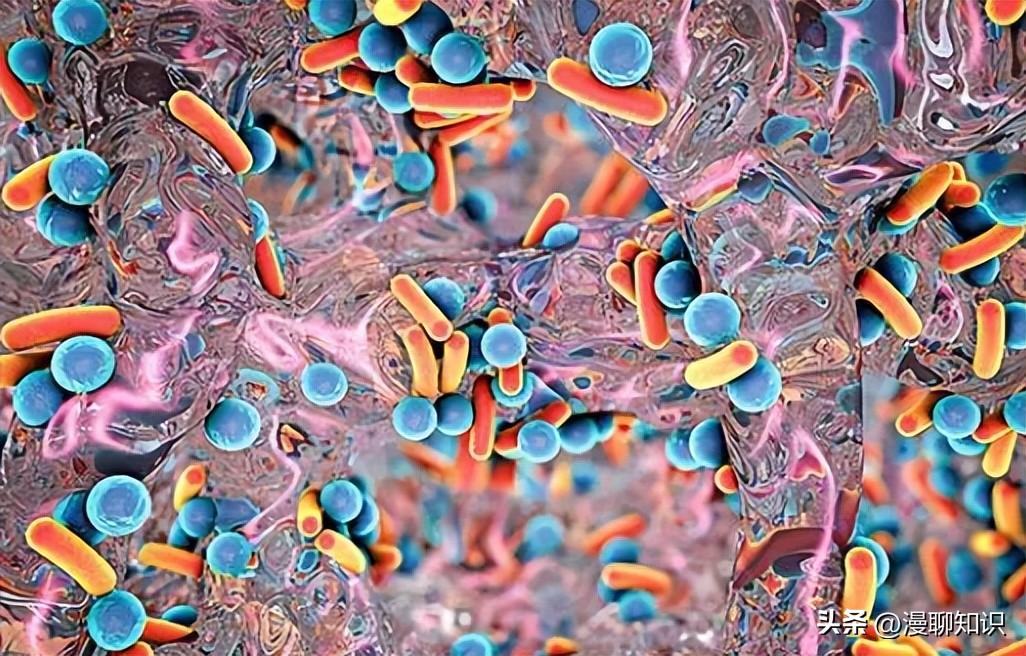 细菌感染会影响体内胰岛素吗,植物乳杆菌会对人体有影响吗