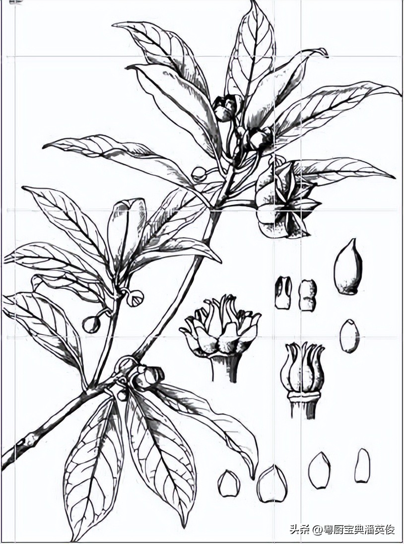 香料知识：八角因形状而得名，原称舶茴香，菜肴及卤味增香的法宝