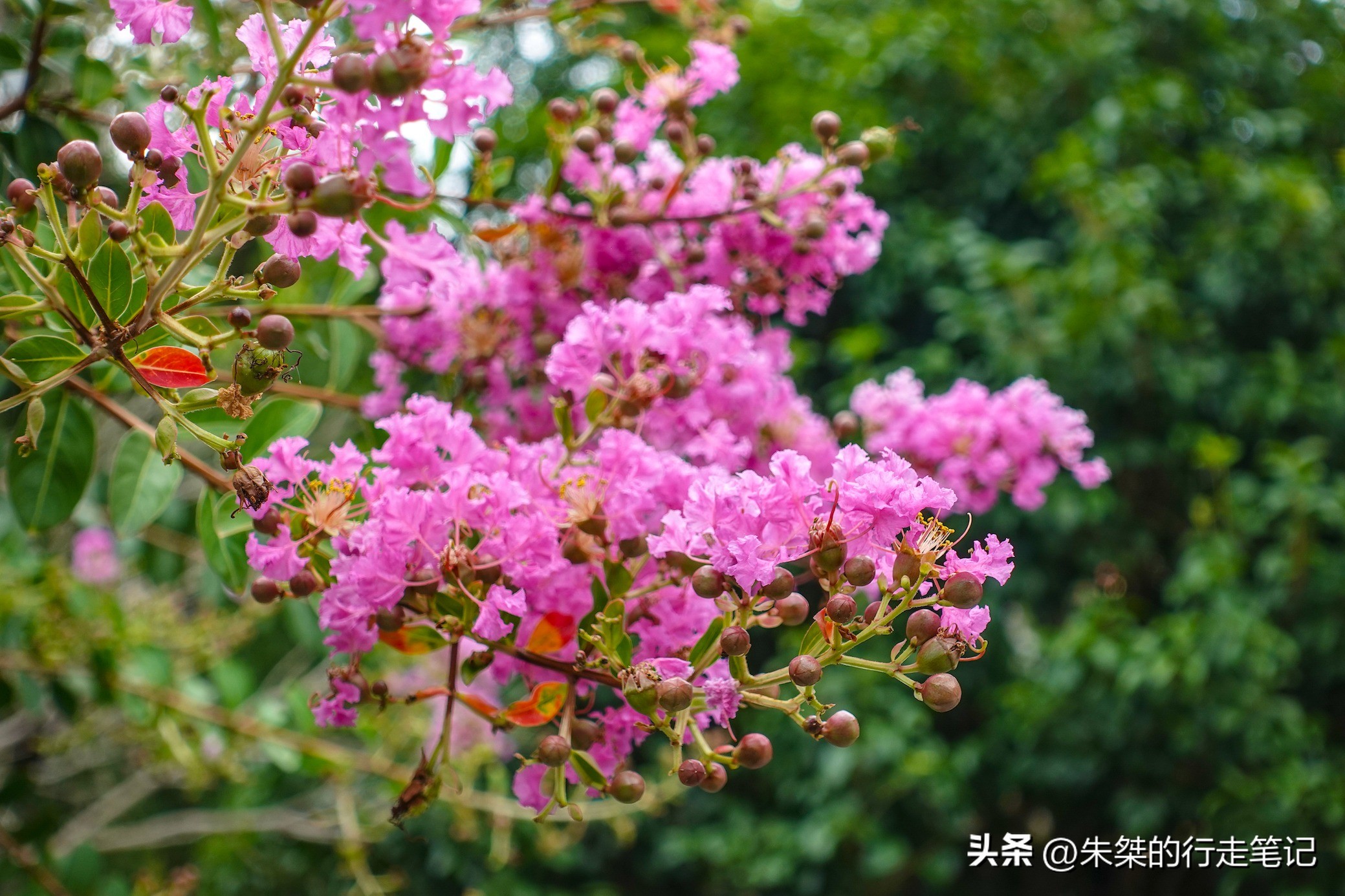 苍南古村落景点打卡,苍南有什么适合打卡的景点