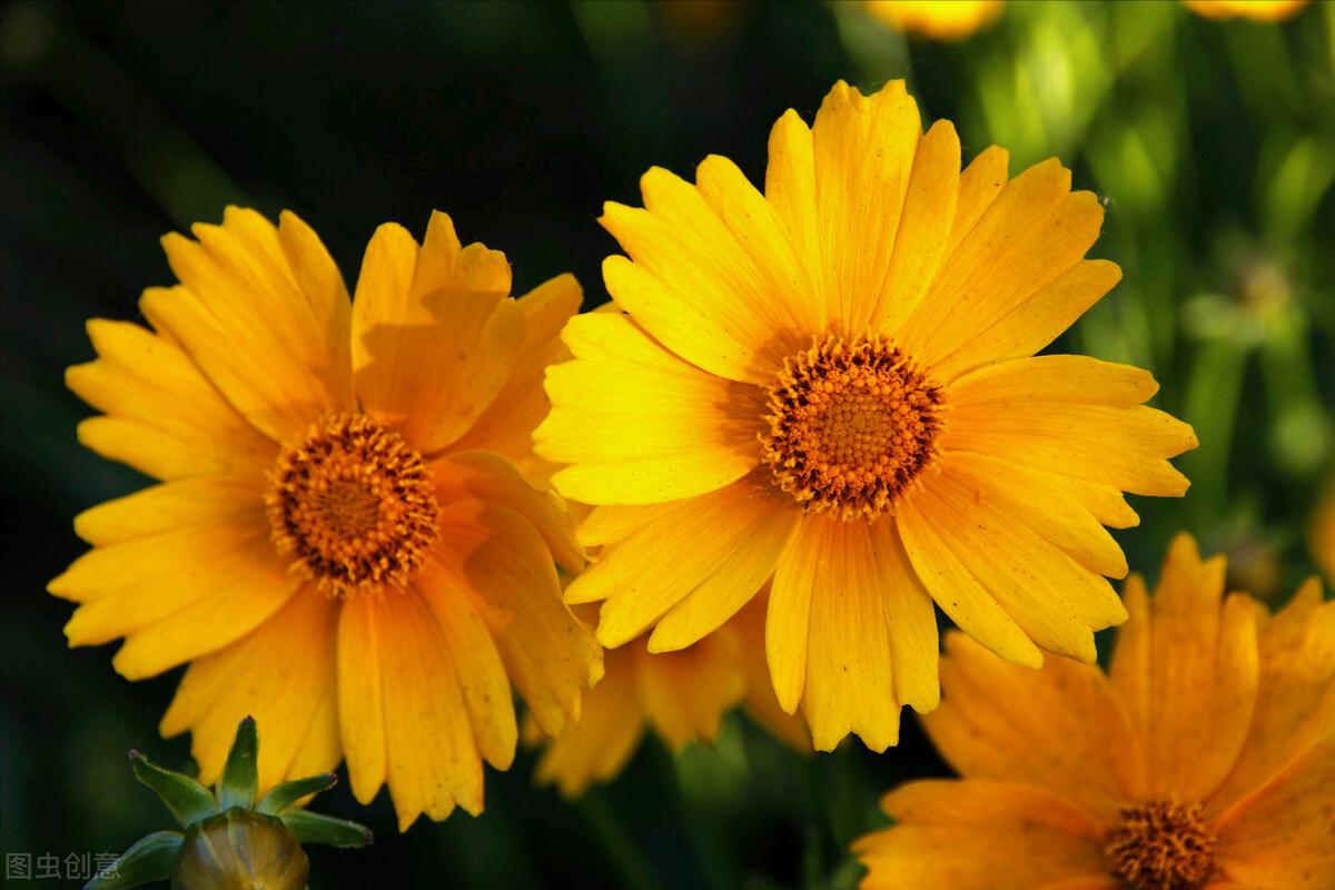 一花一叶最深情，万千*光春**花满园，花开惊艳时光，花香温柔岁月