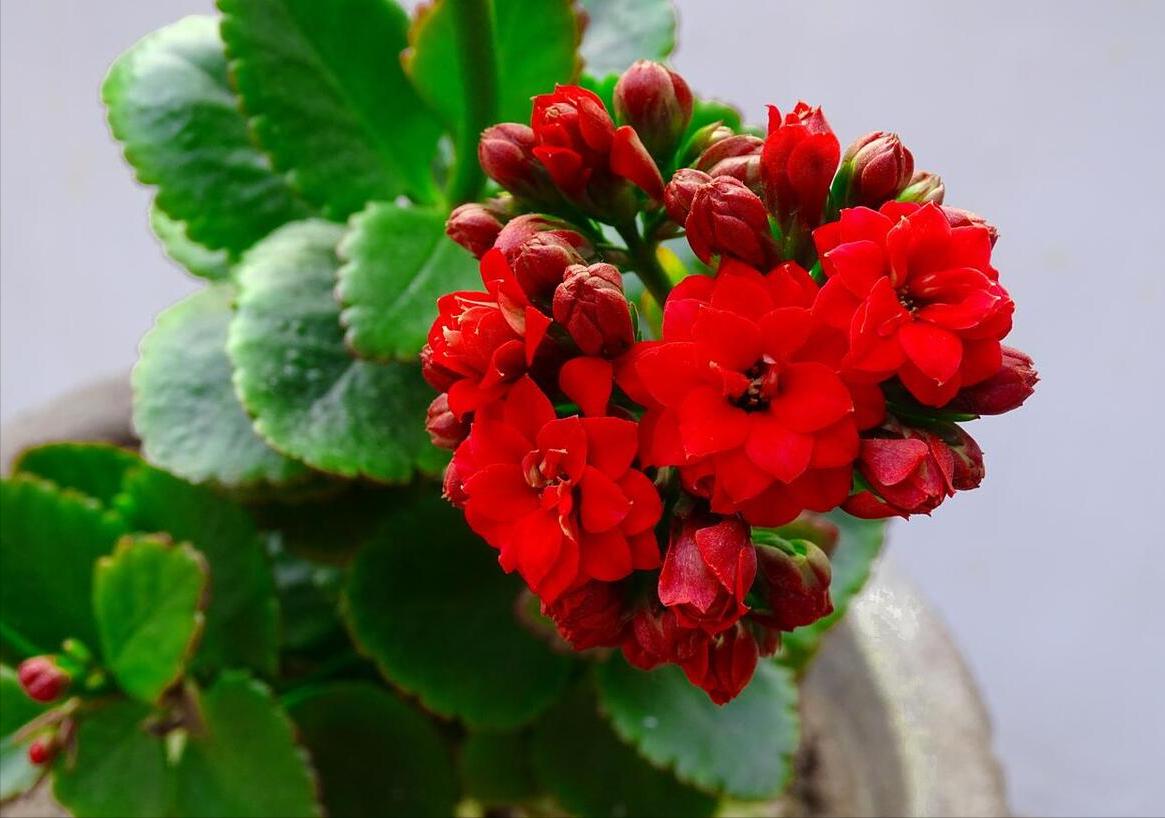 耐旱的花秋冬需要少浇水吧,这6种花就喜欢水多越浇越爆盆