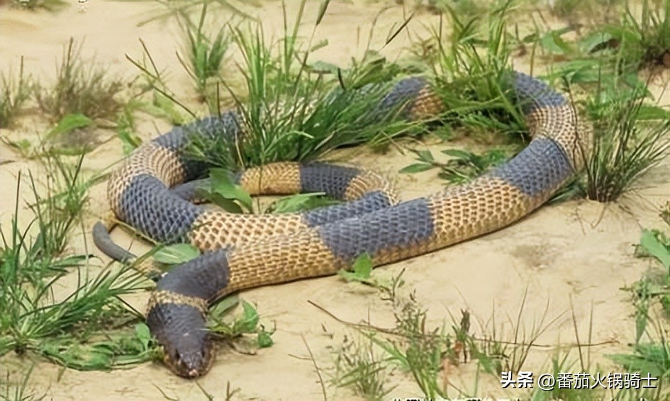 荷兰男子南非上厕所被剧毒喙眼镜蛇咬伤*体下**,结果溃烂部分被切除