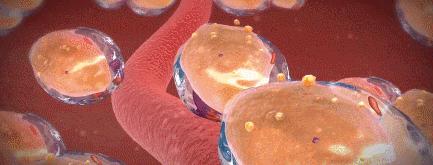 不吃淀粉和糖类食物可以减肥吗,减肥不吃淀粉和糖吃什么