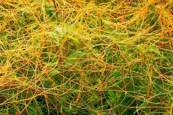 《中国大百科全书（第2版）》读书笔记03147-被子植物门