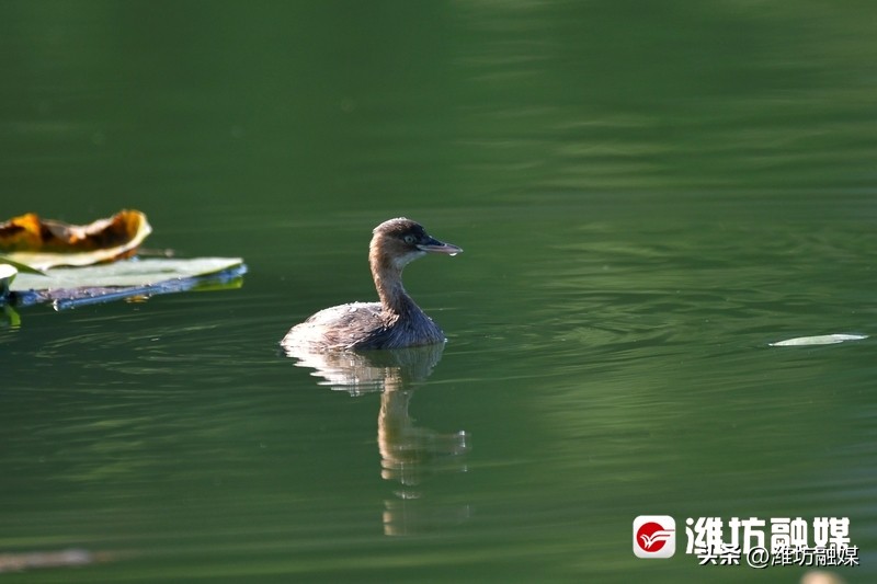 追鸟|隐藏在鸟中的“功夫高手”