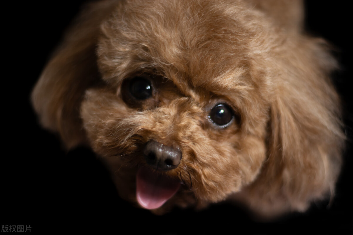 泰迪小狗一直拉血拉稀屎怎么回事,养狗小常识狗狗吐血了怎么办