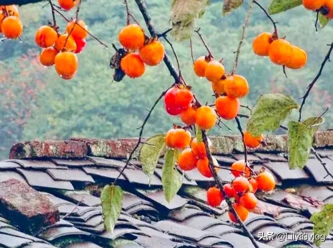 湖北南漳有个什么森林小镇,南漳是湖北的哪个市