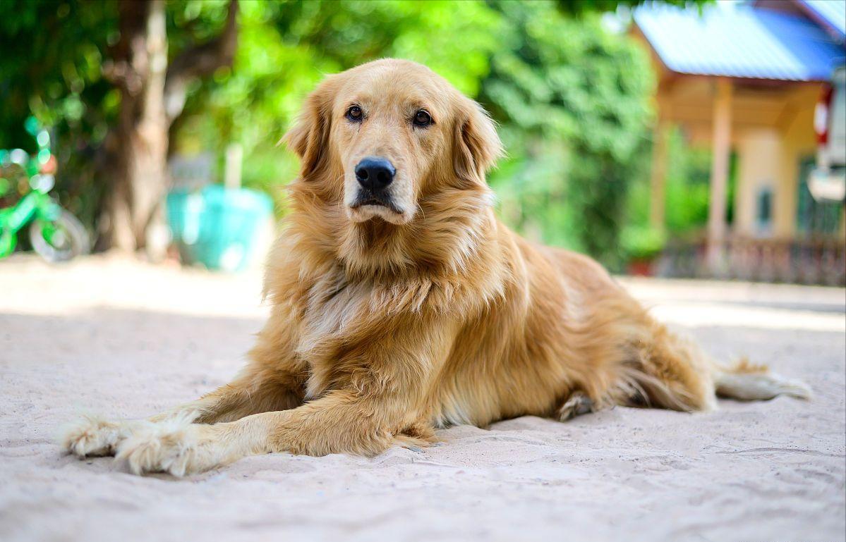 养狗首选这7种狗不贵又好养,新人养狗首选什么狗