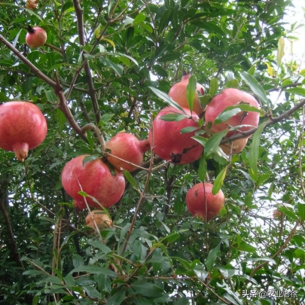 石榴树的种植方法与注意事项,种植石榴树的方法和技术
