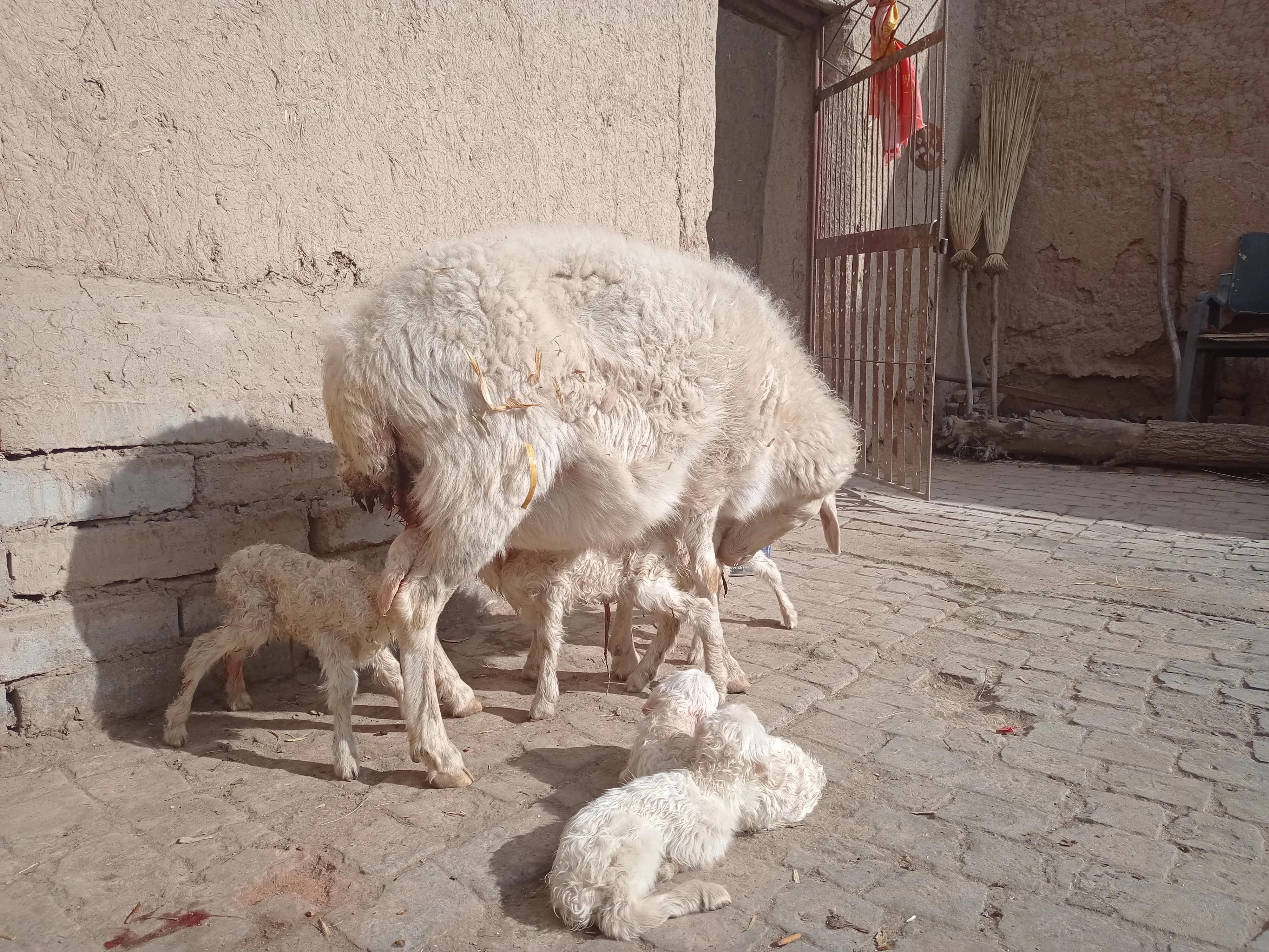 养羊的方法和技巧,养羊必备的100种方法