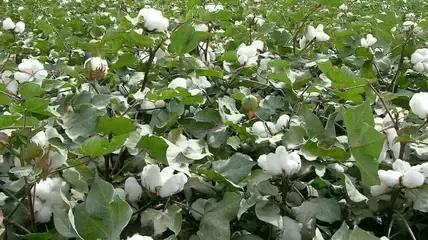 美国阴谋：不制裁*疆新**小麦、玉米、高粱、大豆，偏偏制裁*疆新**棉花