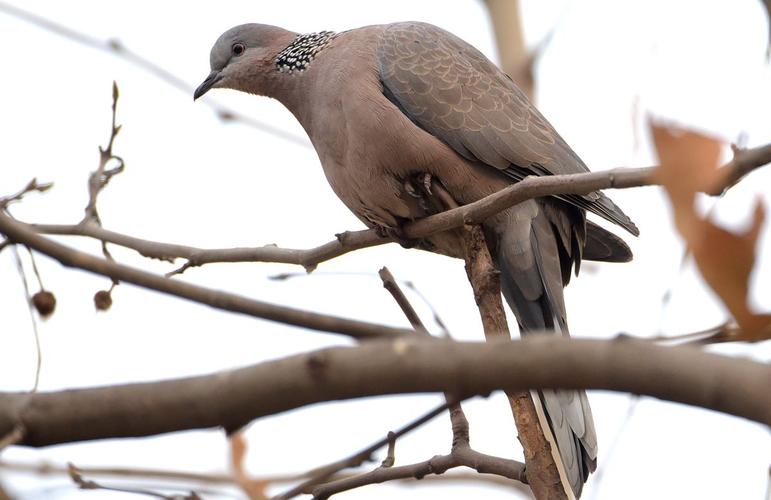 斑鸠一般生活在什么地方,东北野外斑鸠一般夜间在哪里栖息