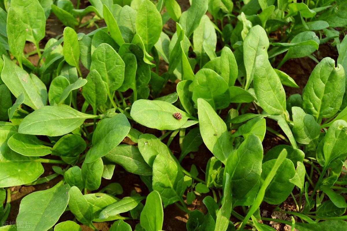 肝喜欢的菜不是蒲公英，而是这3种，建议中老年人常吃，养肝排毒