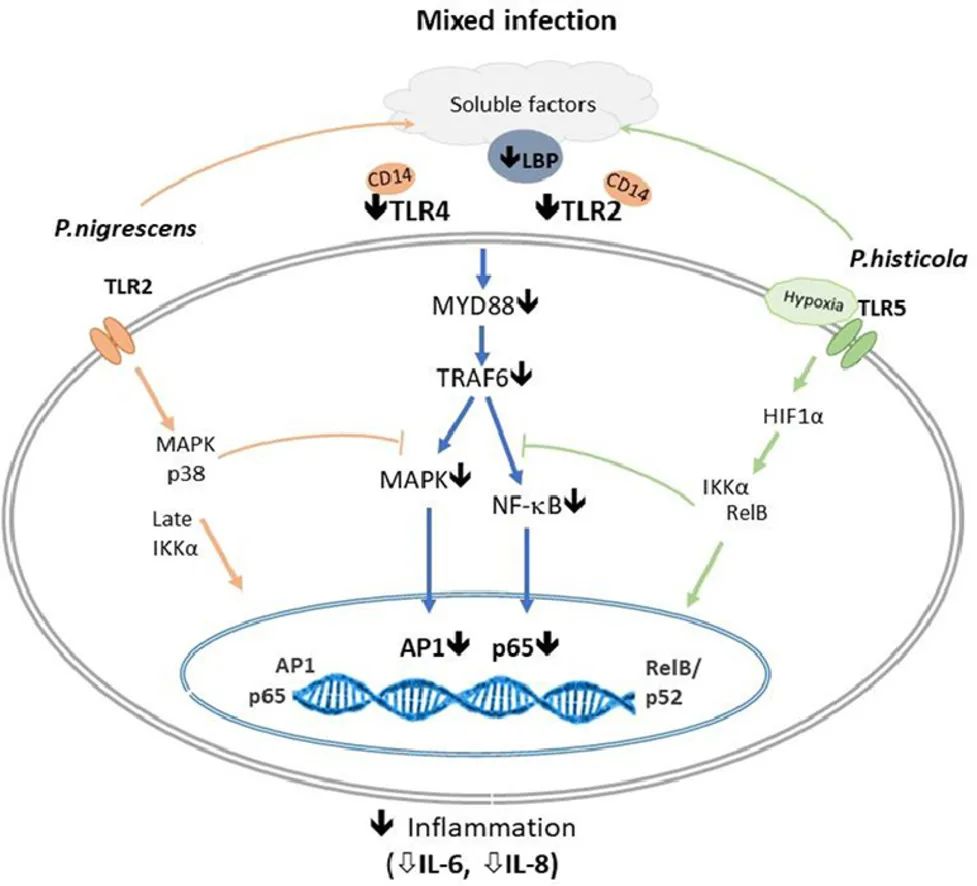 普雷沃氏菌是厌氧菌吗,肠道菌种有哪些