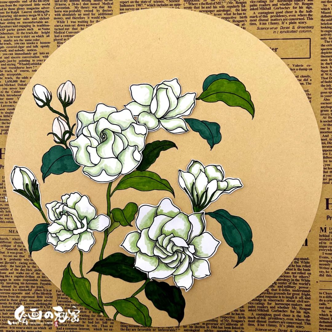 茉莉花开,茉莉花盆栽