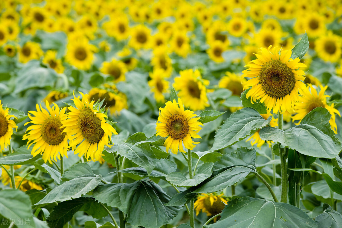 心累做什么可以治愈,心里苦如何克服