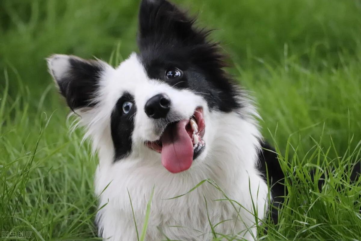 100多种名犬图片大全大图高清,100多种名犬图片大全大图