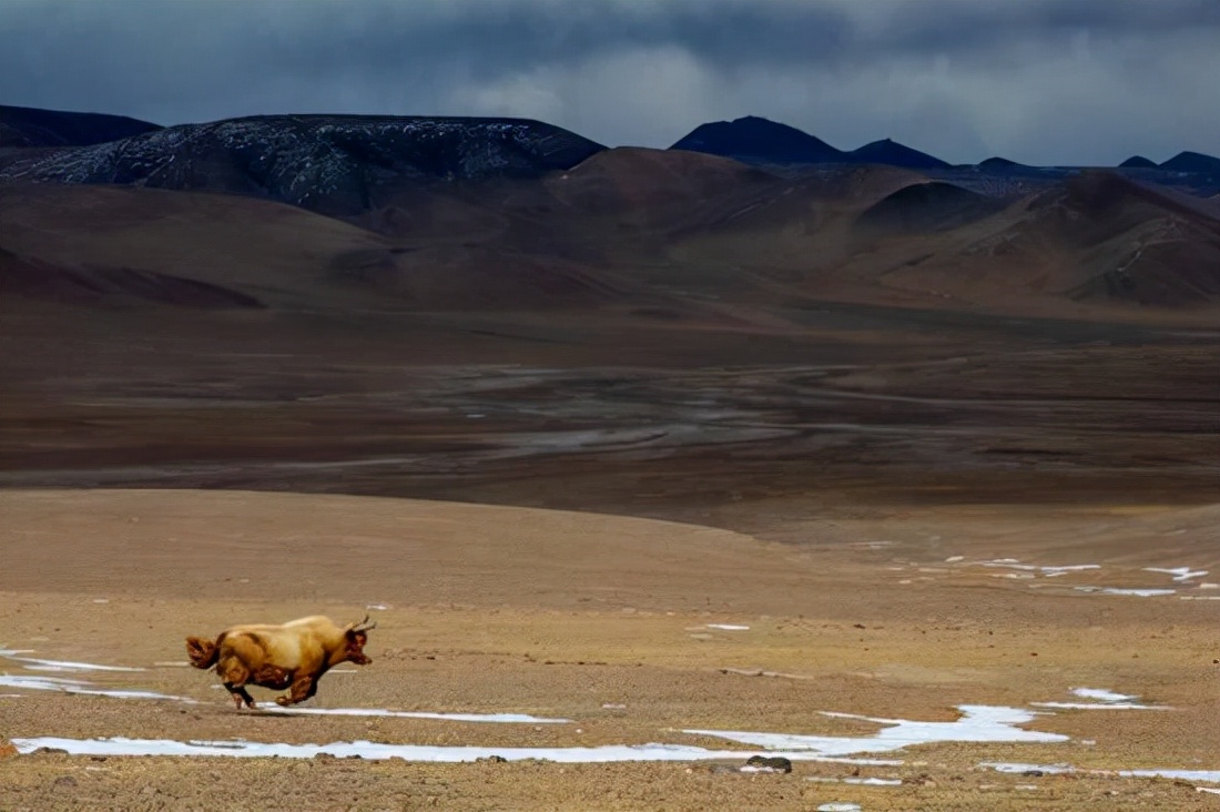 金丝野牦牛是几级保护动物,野牦牛属于国家几级保护动物